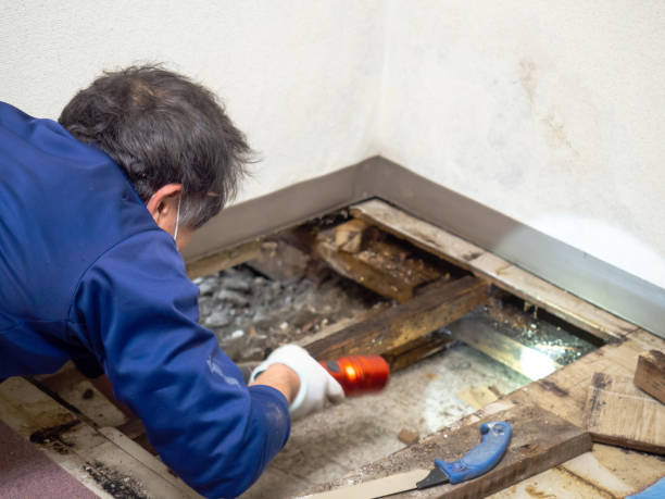 Best Crawl Space Mold Removal  in Grandview Plaza, KS