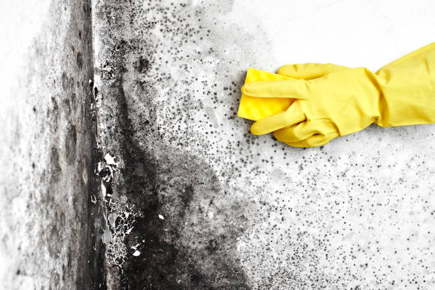 Best Black Mold Removal  in Grandview Plaza, KS