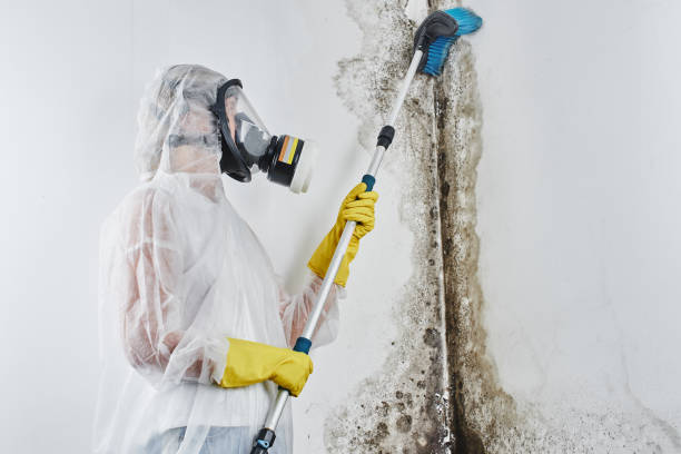 Best Professional Mold Removal  in Grandview Plaza, KS