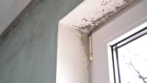 Best Certified Mold Removal  in Grandview Plaza, KS