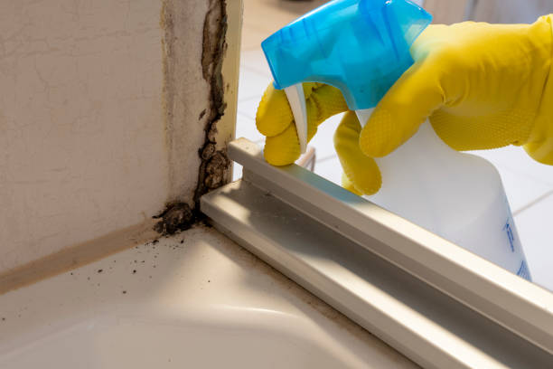 Best Commercial Mold Removal  in Grandview Plaza, KS