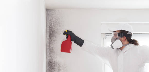 Best Mold Removal Company Near Me  in Grandview Plaza, KS