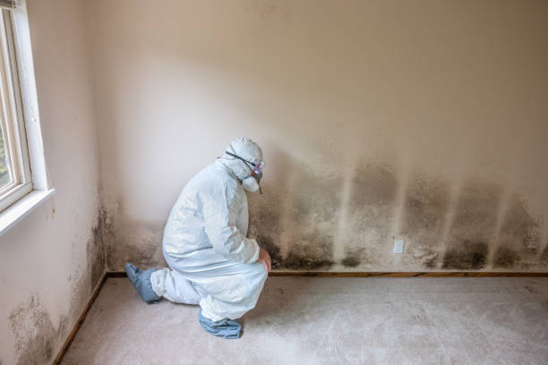 Best Best Mold Removal Companies  in Grandview Plaza, KS