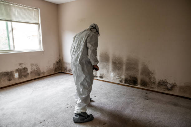 Best Mold Removal Near Me  in Grandview Plaza, KS