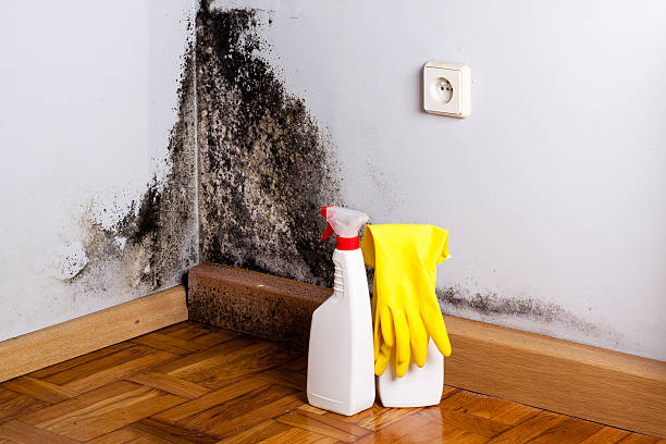 Best Mold Remediation  in Grandview Plaza, KS