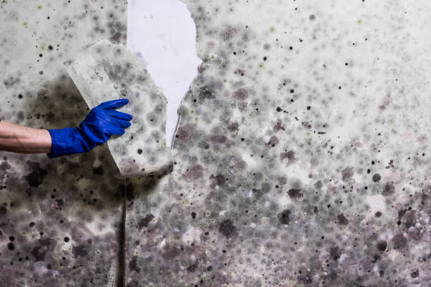 Reliable Grandview Plaza, KS Mold Removal Solutions